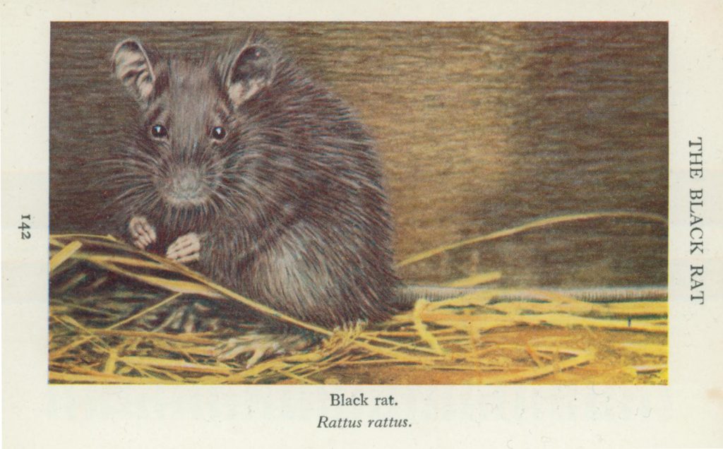 Pic of a rat, black rat, alan dedman, studio dedman