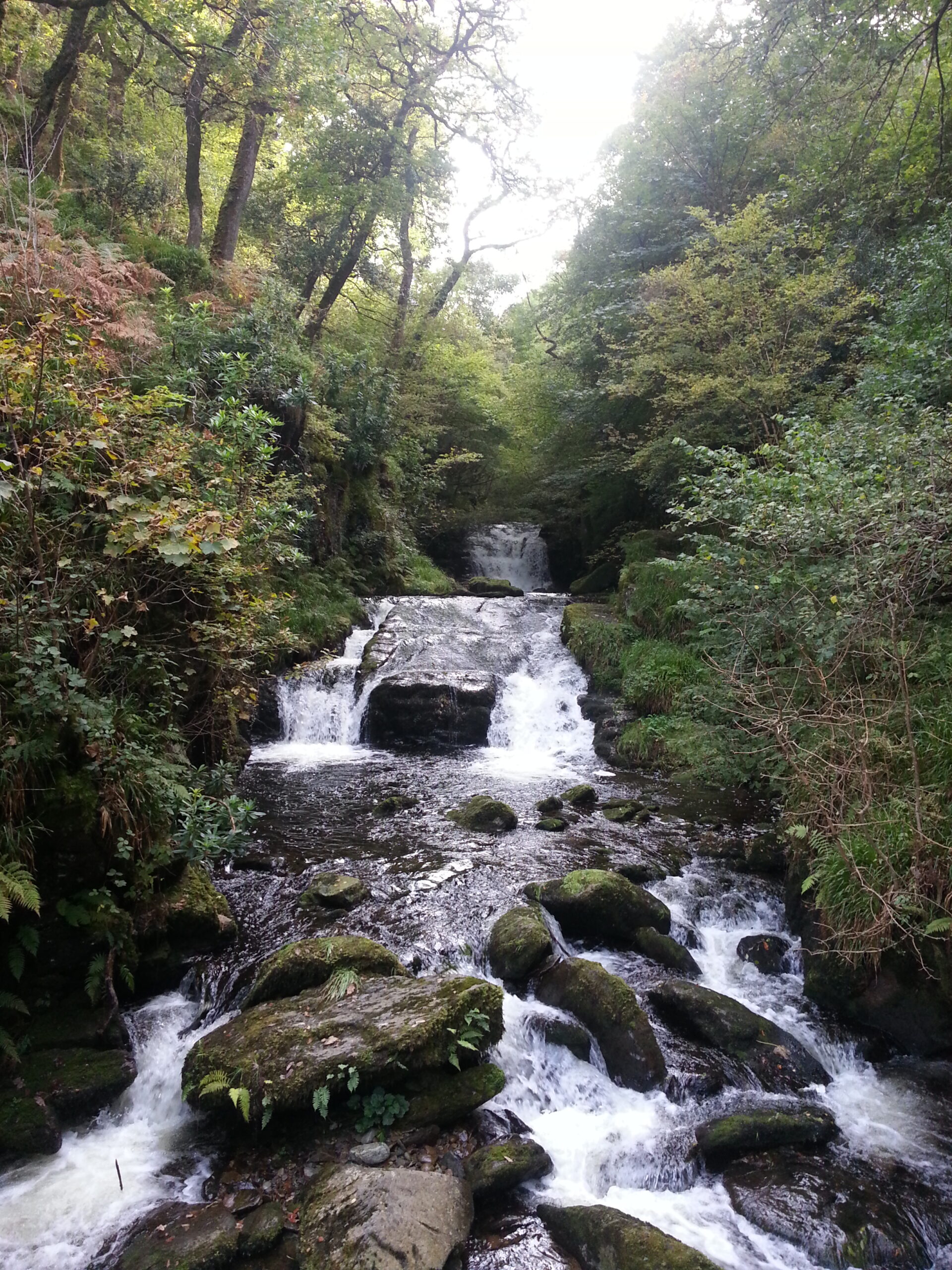The greenwood stream in Devon I'm al lumberjack and I'm ok alan dedman